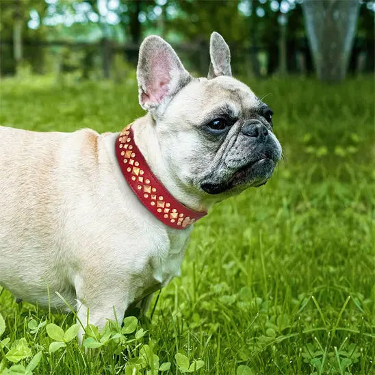 Collier chien NobleMuseau chien dans champ