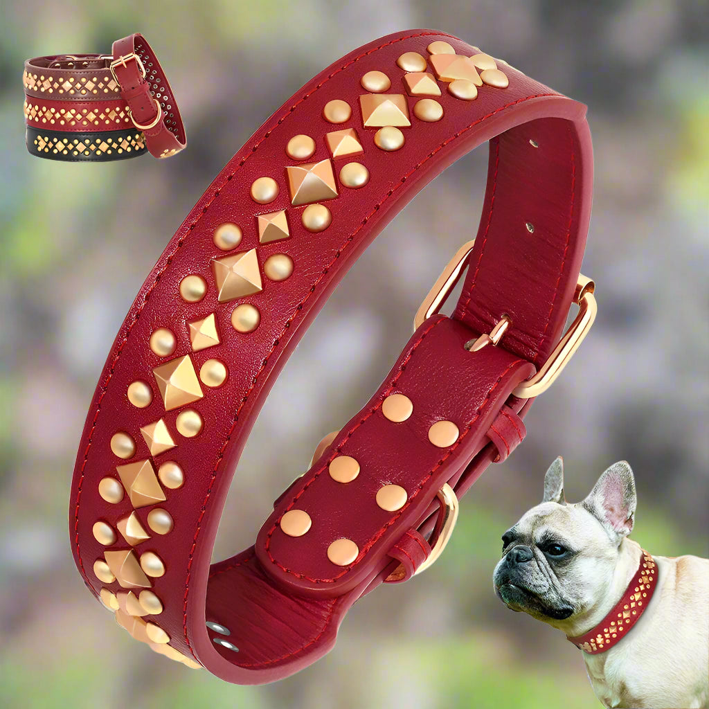 Collier chien NobleMuseau couleurs multiples avec chien