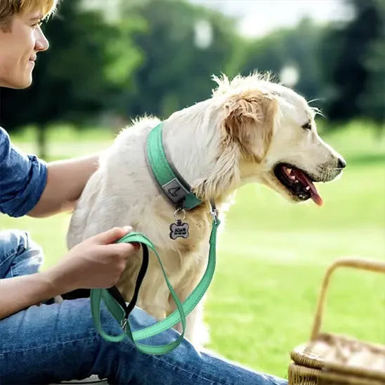 Collier chien PawComfort™