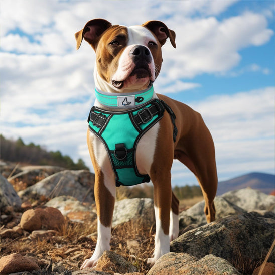 Collier chien PawComfortâą aqua