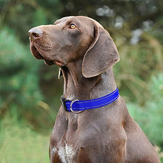 Collier-chien lumineux GlowDog bleu