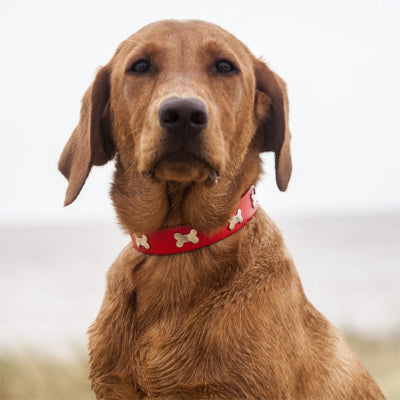 Collier en cuir pour chien Cuir Royal™chien brun