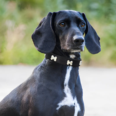 Collier en cuir pour chien Cuir Royal™chien noir