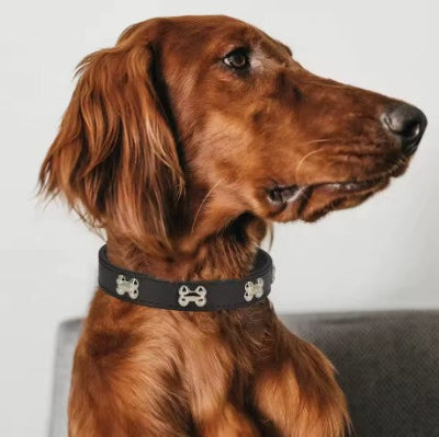 Collier en cuir pour chien Cuir Royal™cuir noir