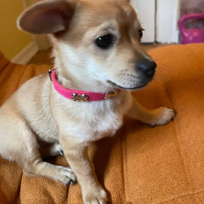 Collier en cuir pour chien Cuir Royal™rose-rouge