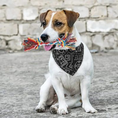 Collier pour chien BandanaPawsâąchien blanc