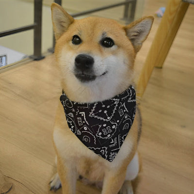 Collier pour chien BandanaPawsâą mignon