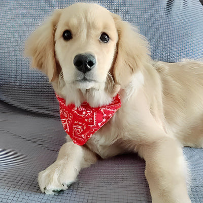 Collier pour chien BandanaPawsâą rouge