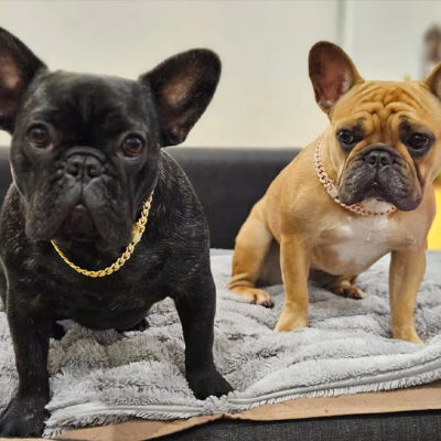 Collier chien ROYAL CANIN ECLAT ajustable
