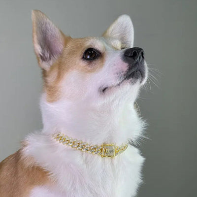 Collier chien ROYAL CANIN ECLAT tendance