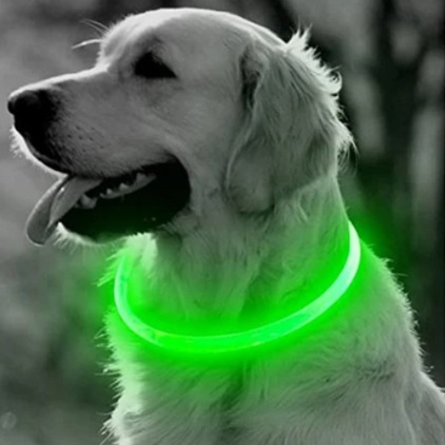 Collier lumineux pour chien | GlowPawsâą
