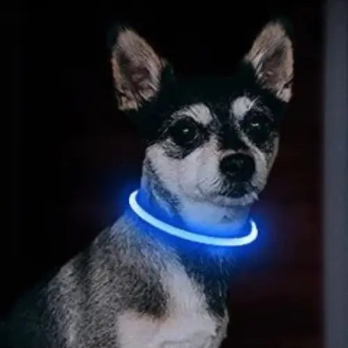 Collier lumineux pour chien | GlowPawsâą Royaume Animalier