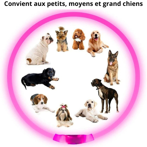 Collier lumineux pour chien | GlowPawsâą