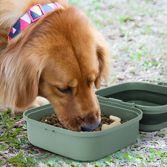 Gamelle chien Pliante chien qui mange