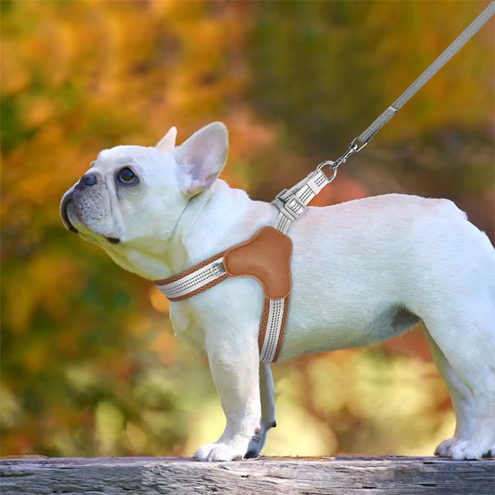 Harnais pour chien StrapPup chien bulldog