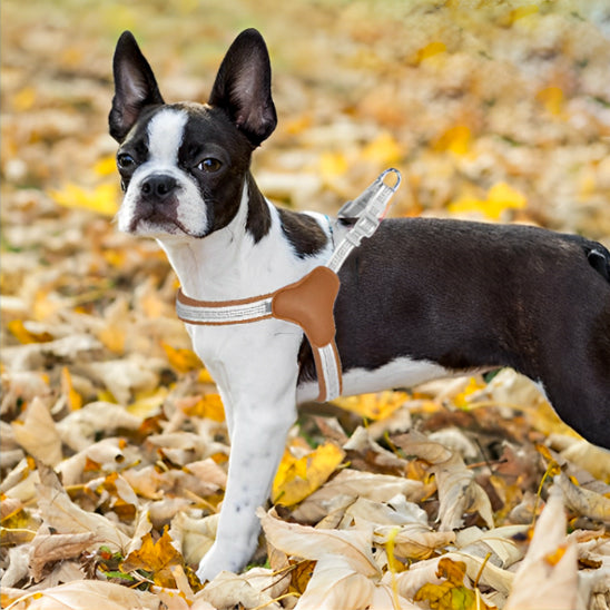 Harnais pour chien StrapPup chien dans feuilles