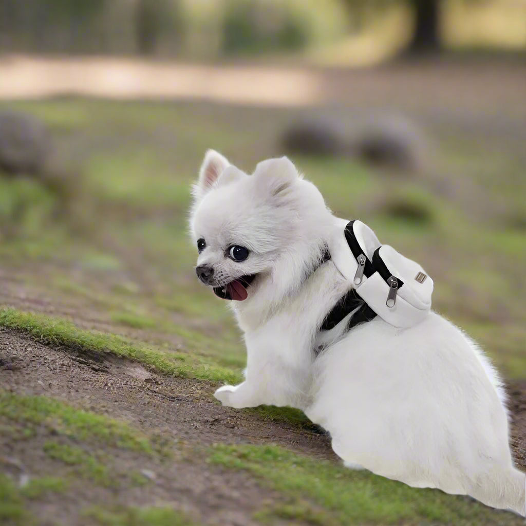 Sac à dos pour chien WoufWay™ petit chien blanc avec sac sur le dos