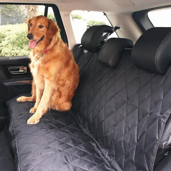 Chien assis auto sur tapis Protection voiture pour chien