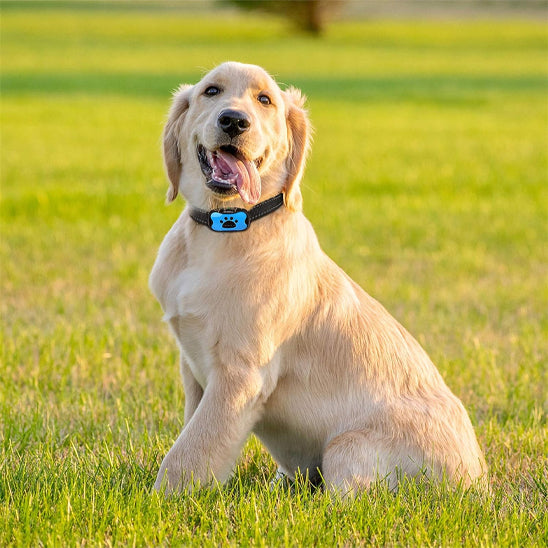 Chien assis herbe avec collier anti aboiements pour chien sans choc