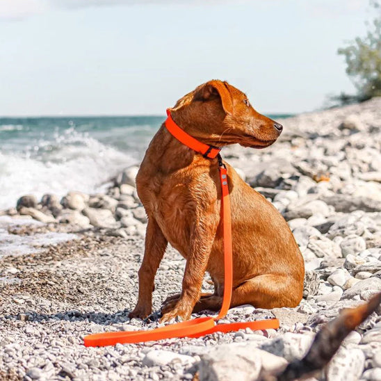 Chien assis plage portant laisse de chien pvc