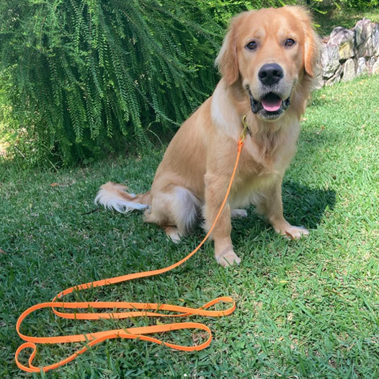 Chien assis sur pelouse attaché par longe chien