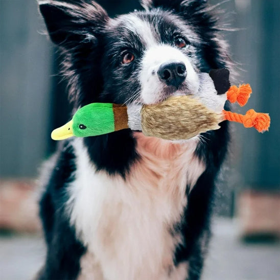 Chien avec jouet pour chiens peluche canard dans sa gueule