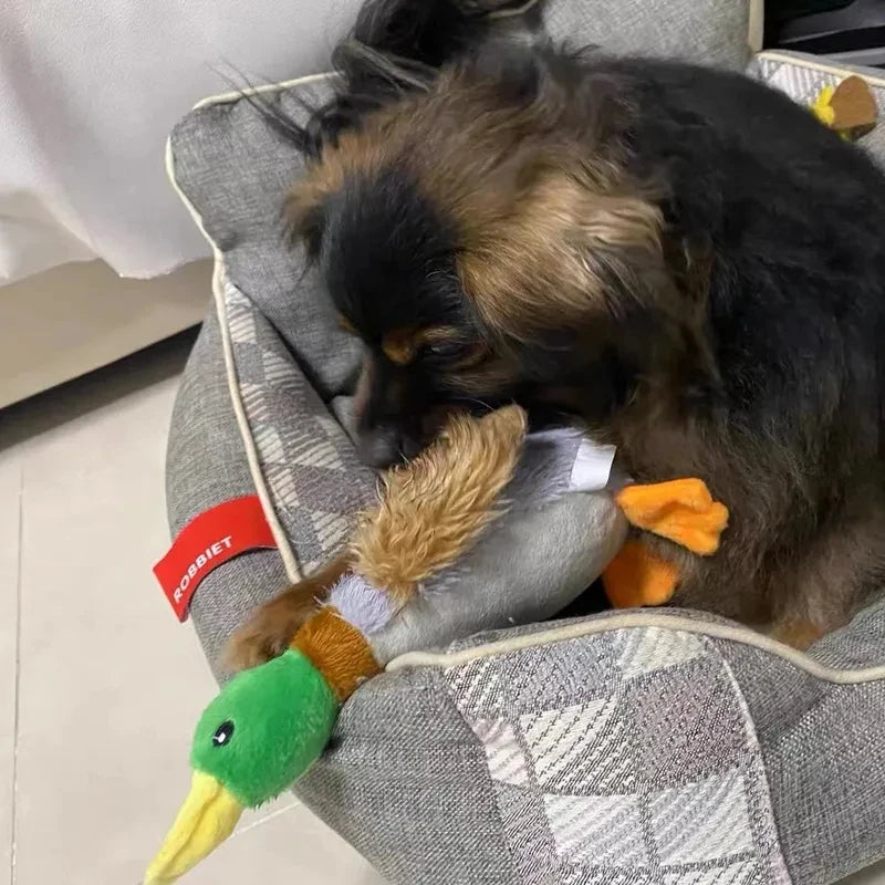 Chien couché avec jouet pour chiens peluche canard