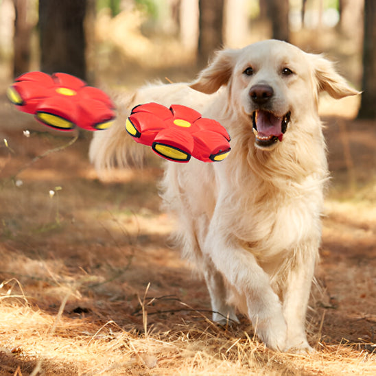 Chien cour jouet interactif pour chien LumiSphere™