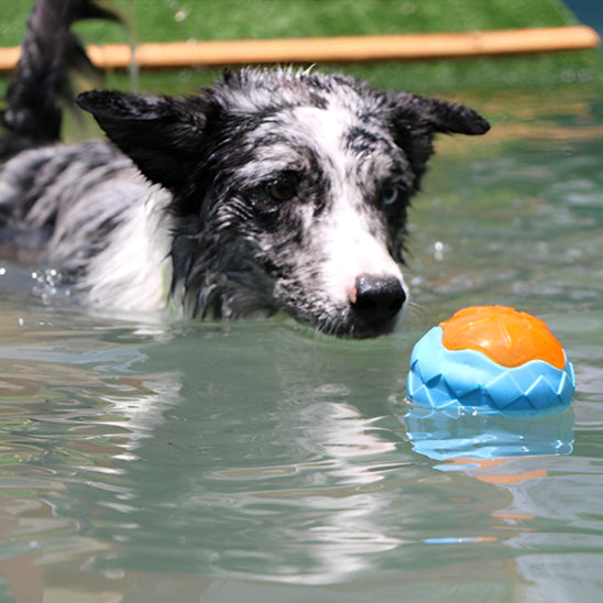 Chien dans la piscine avec balle jouet chien eau flottant