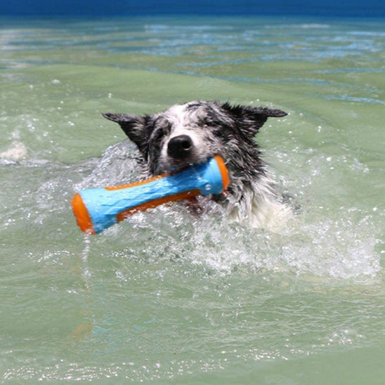 Chien dans la piscine avec jouet chien eau flottant