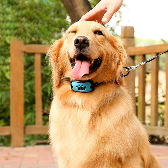 Chien heureux avec collier anti aboiements pour chien sans choc