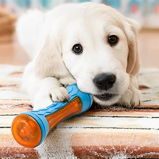 Chien heureux avec jouet chien eau flottant sous sa patte