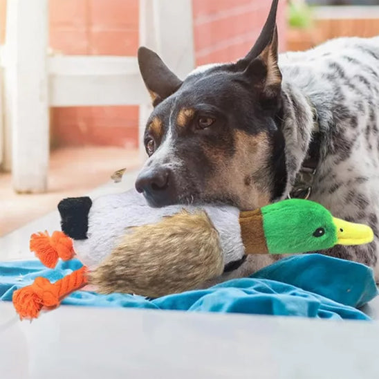 Chien heureux avec jouet pour chiens peluche canard