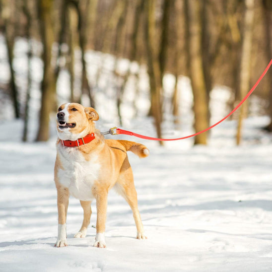 Chien en hiver tenu par longe chien