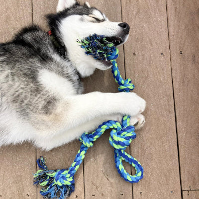 Chien joue avec jouet pour chien indestructible