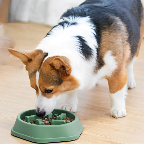 chien mange dans gamelle anti glouton chien antidérapante salon