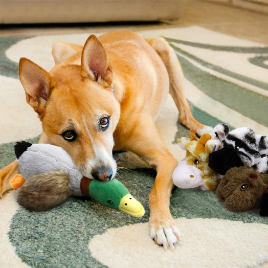 Jouet pour chiens | Canard