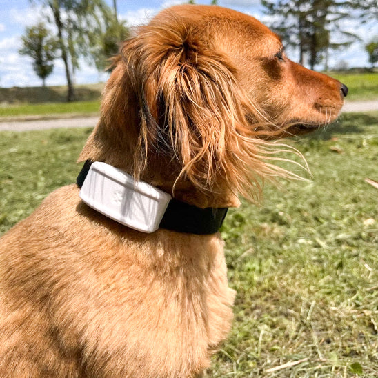 Chien près rue porte Collier anti fugue chien gps