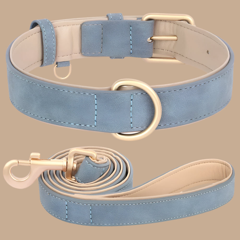 collier chien bleu