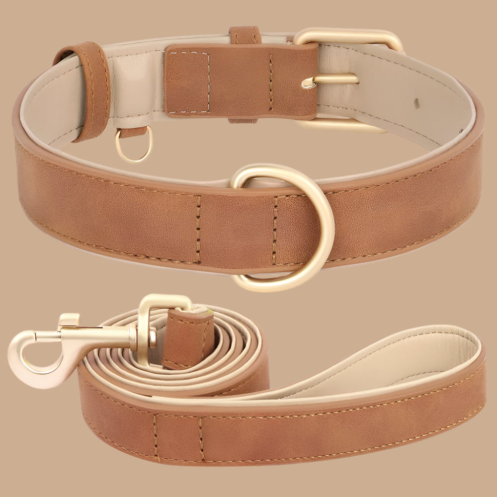 collier chien brun
