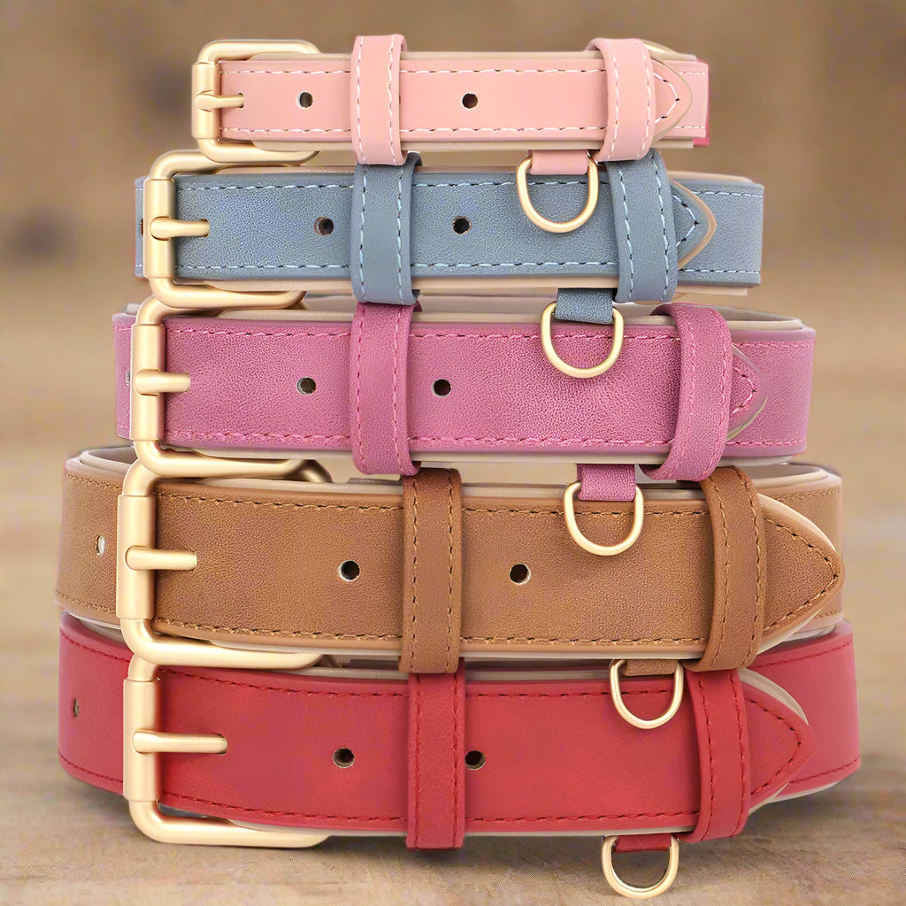 collier chien couleurs multiples