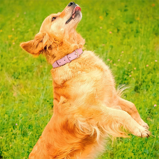 collier chien heureux