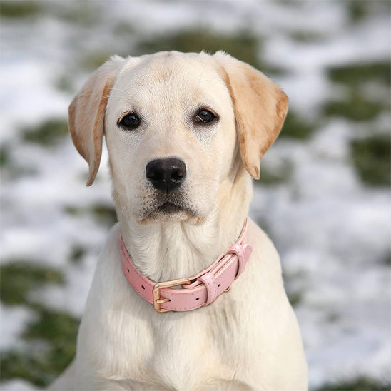 collier chien labrador blond