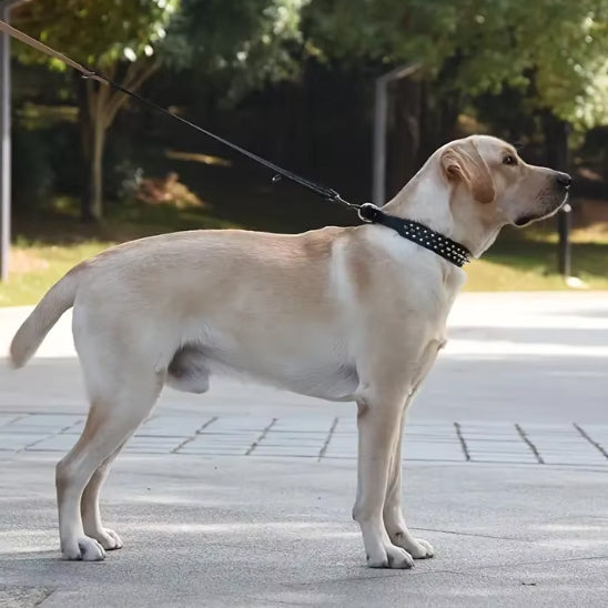 Collier cuir chien avec laisse