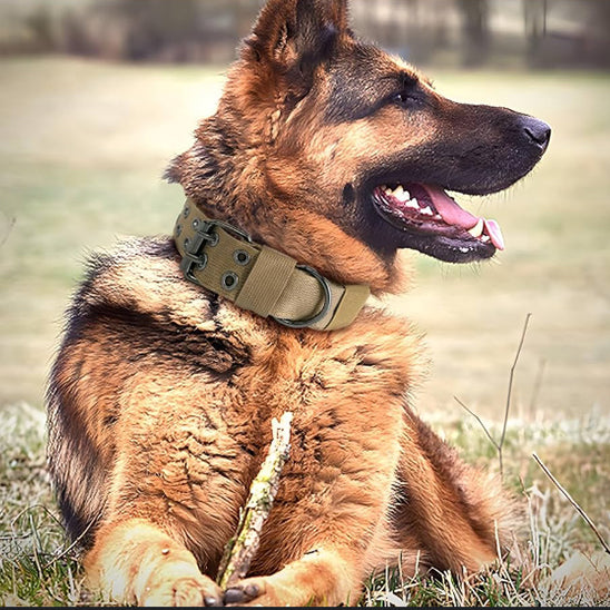Collier pour chien TactiDog
