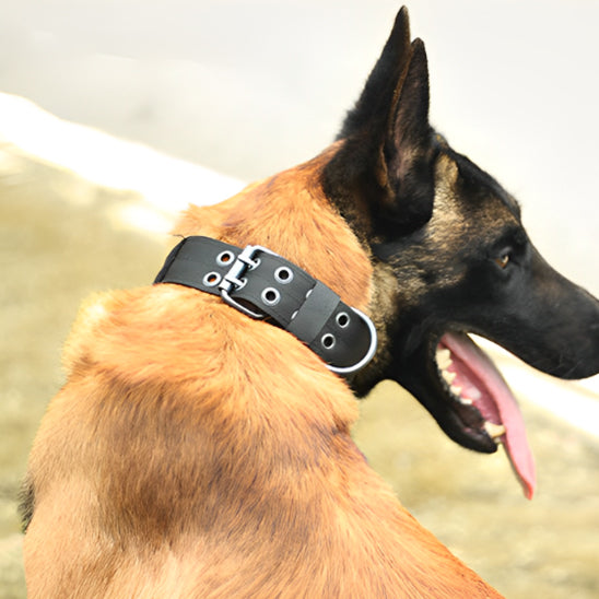 Collier pour chien ajustable