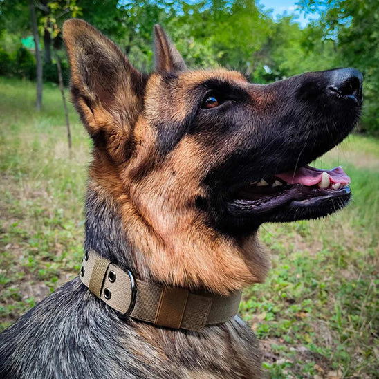 Collier pour chien de grande taille