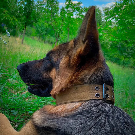 Collier pour chien de moyenne taille