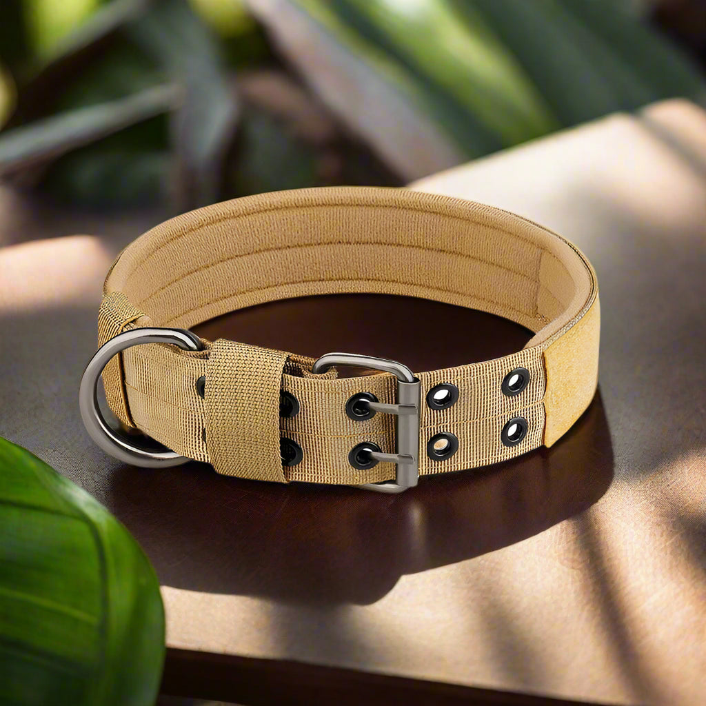 Collier pour chien kaki
