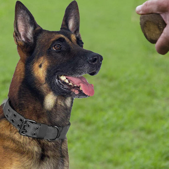 Collier pour chien securitaire